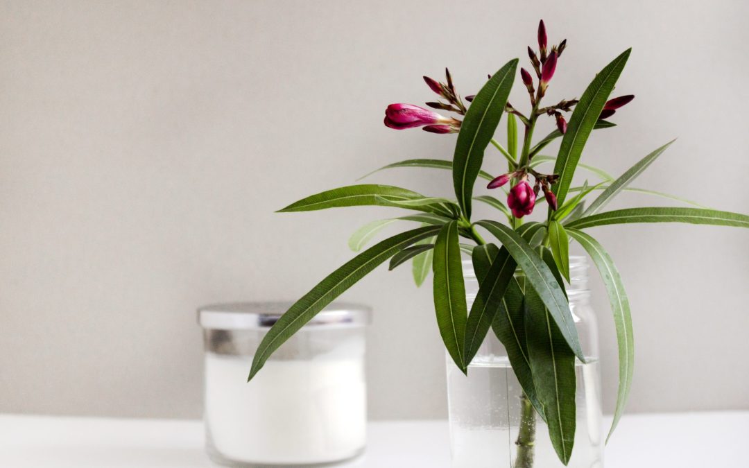 Precious Peace—3 Tips for Maintaining Peace of Mind