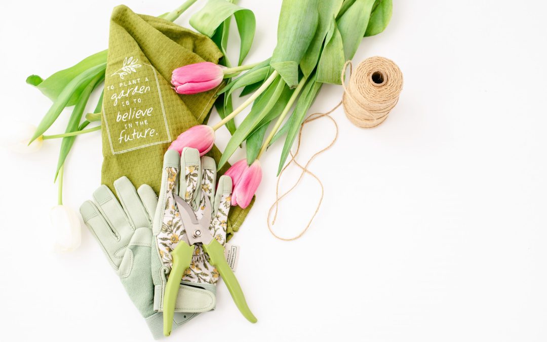 Cultivating ‘Dream’ Seeds